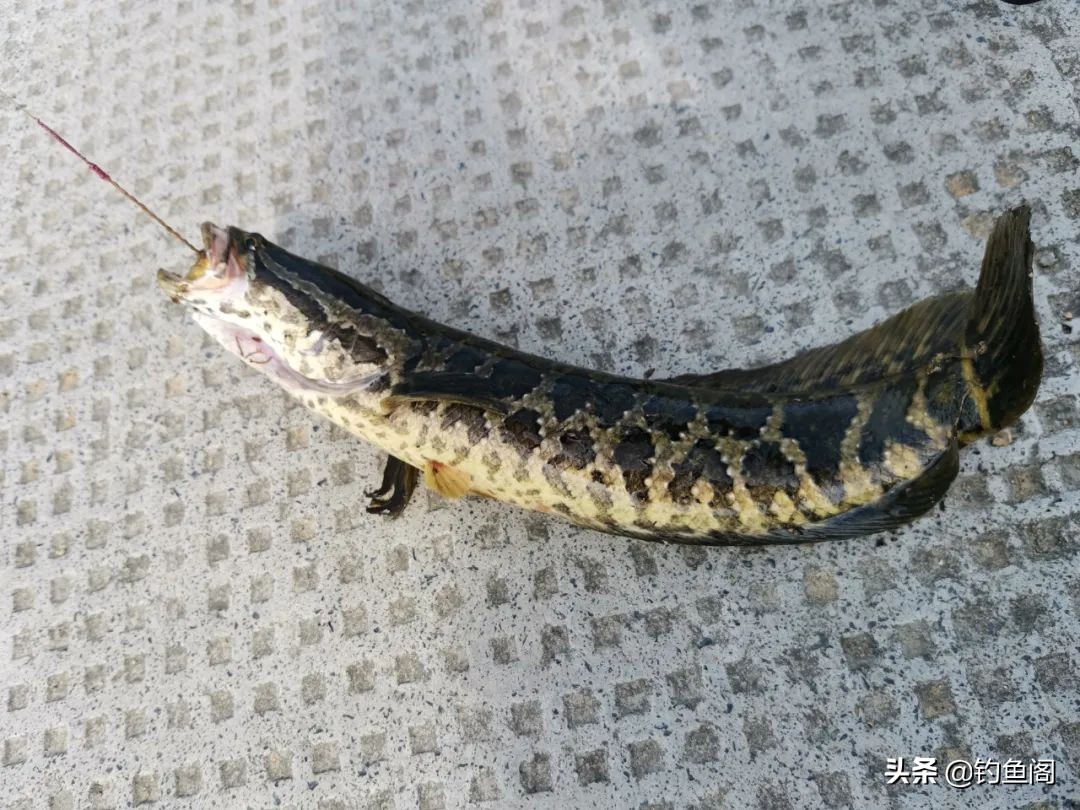 路亚钓黑鱼打不远怎么办,夏季黑鱼只追不咬饵什么原因