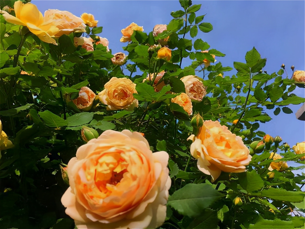 最优秀的几款藤本月季,值得入手的十大月季