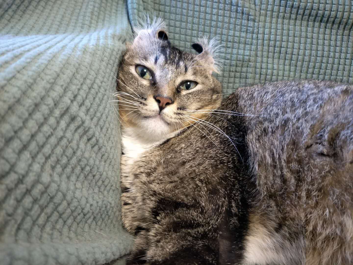 养猫一般买什么猫粮,养猫要买哪种猫粮更好一些