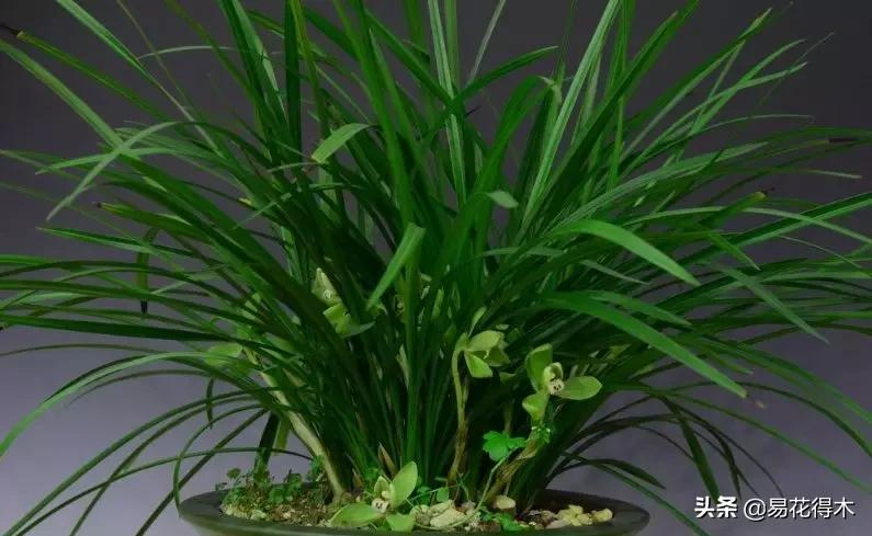 如何挑选兰花开花期的品种,兰花中最好养的品种推荐