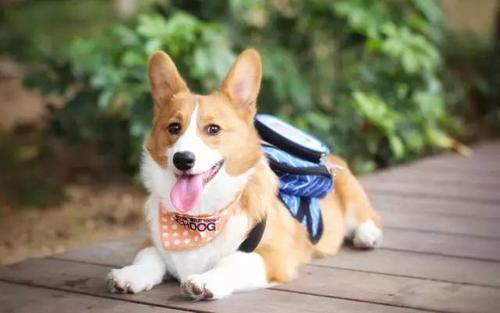 遛狗一定要把狗屎清理干净,遛狗狗屎一般怎么处理