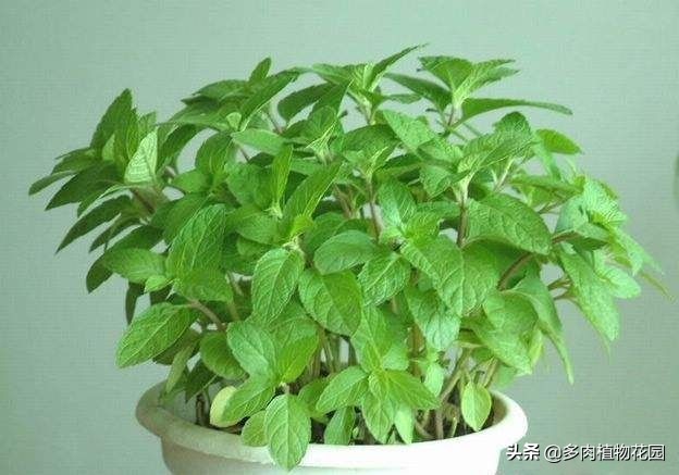 薄荷盆栽叶子蔫了怎么办,薄荷盆栽叶子发黑是什么原因