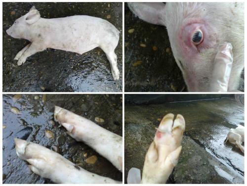 春季口蹄疫高发,羊口蹄疫必须春季打吗