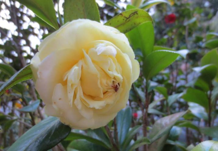 此花花色繁多有淡香味易养易成活,正黄旗茶花开花图片