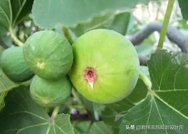 精品水果盘点,好吃又好养的水果