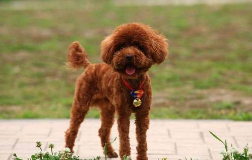 泰迪正常体重标准对照表,泰迪体重体型对照