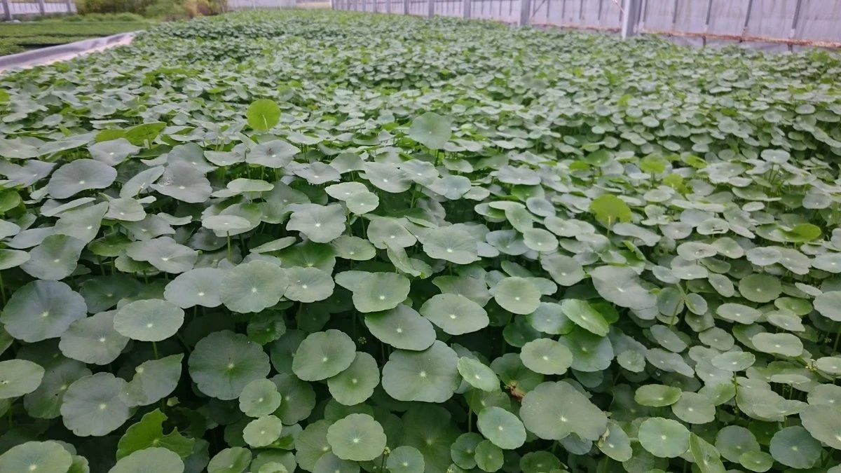 铜钱草水养的正确方法和步骤,12种铜钱草怎么养