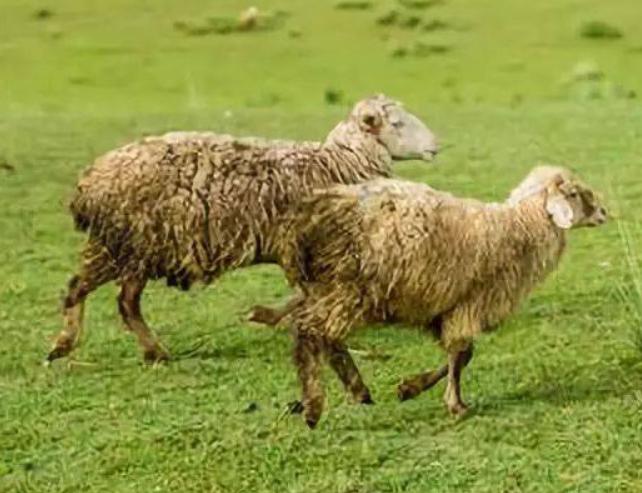 羊都腿瘸是什么病,羊走路一瘸一拐是什么病