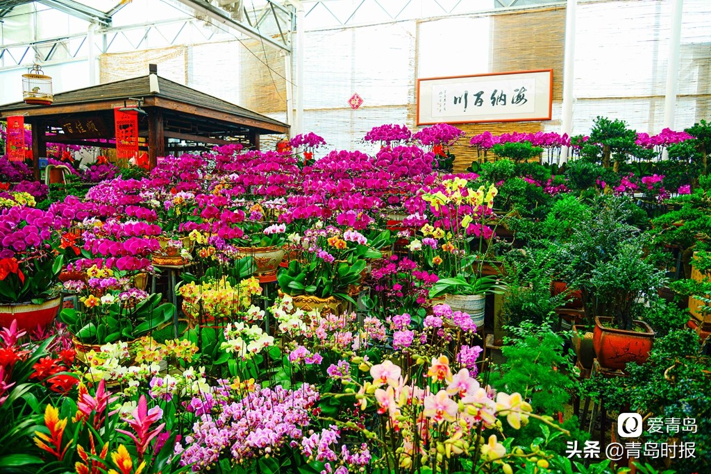青岛人每年过年必逛！枯桃花卉市场多彩蝴蝶兰贺新春