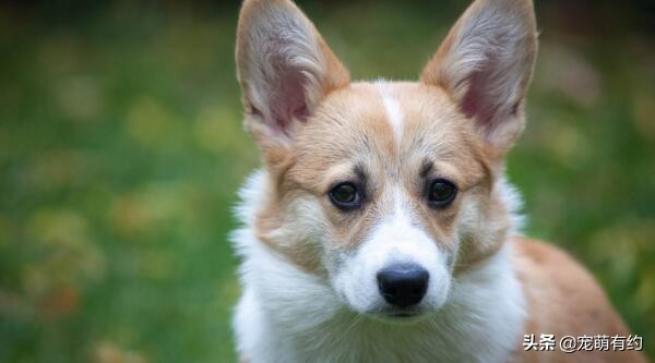 柯基掉毛高峰期,柯基掉毛厉害到什么程度