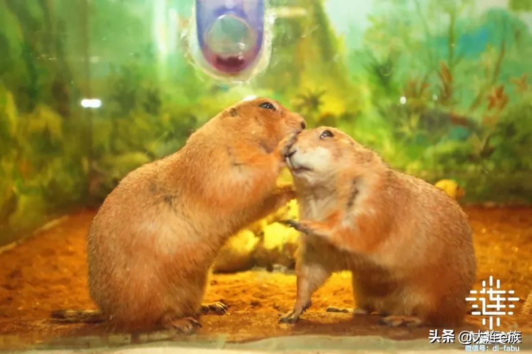 大连中秋节适合去哪里玩,中秋节大连游玩攻略