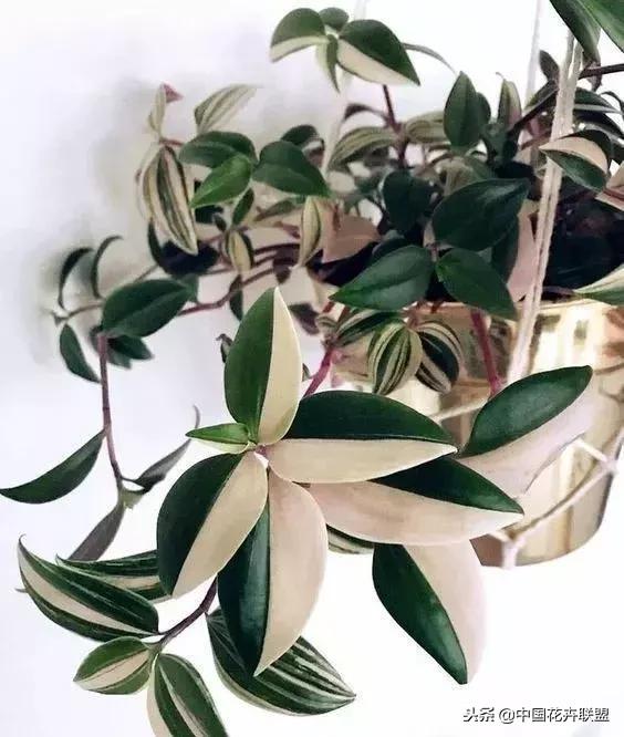 打翻了调色盘的花,打翻了调色盘的美景