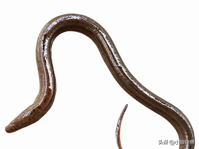 黄鳝难钓,黄鳝怎么钓最简单的方法