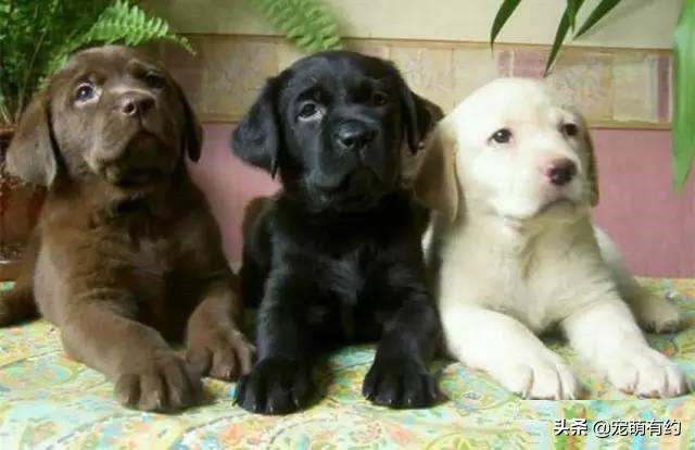 买拉布拉多犬注意事项和细节,拉布拉多幼犬的好坏由谁来决定