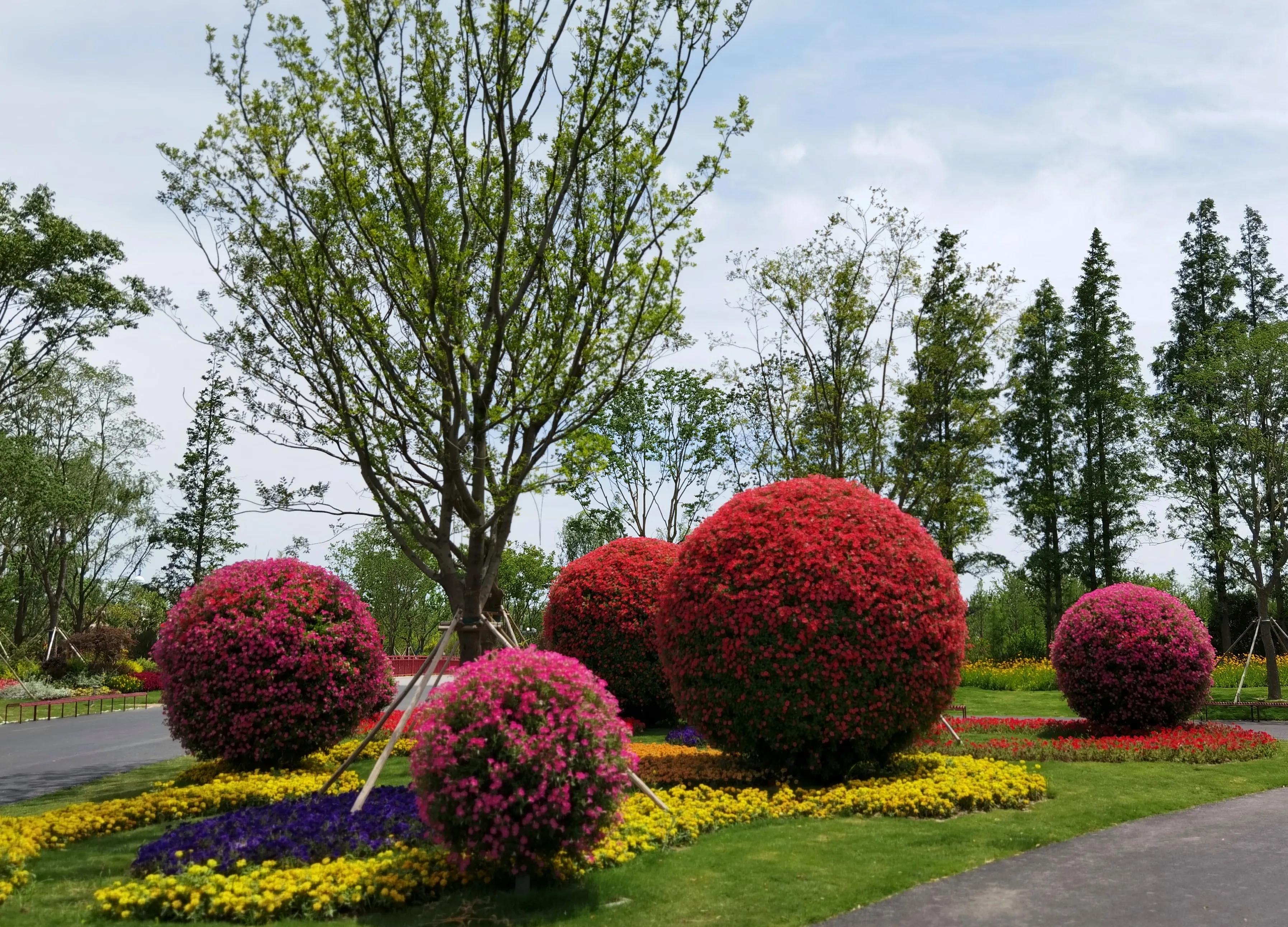 关于崇明花博会,崇明花博会全程花景