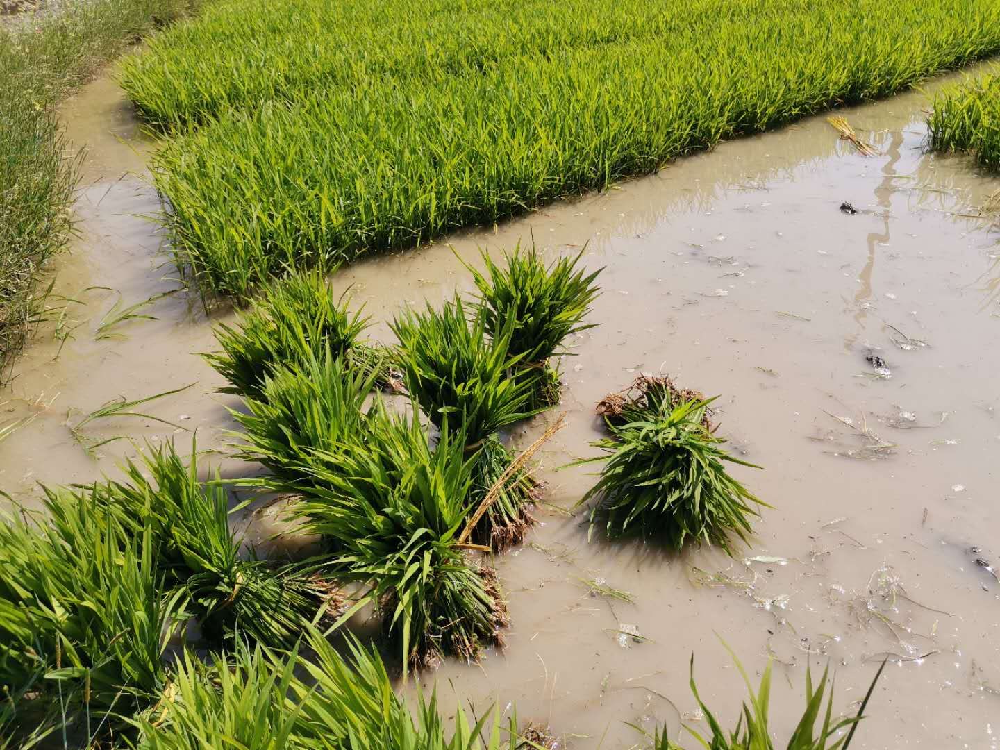 水稻肥不够叶黄,水稻施肥前施什么肥好
