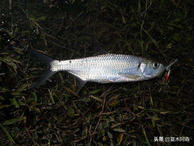 适合在水里生活的鱼,淡水可以滩涂呼吸的鱼