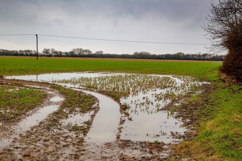 葱蒜锈病是什么原因,葱蒜处理方法