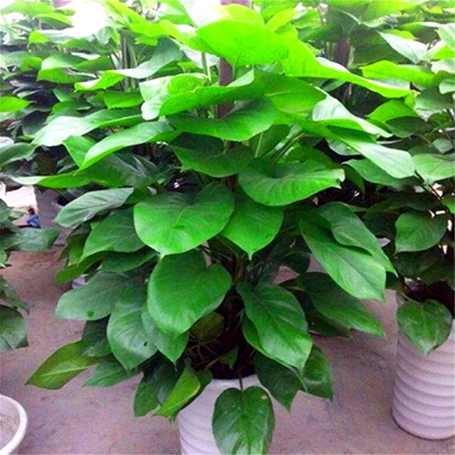绿萝大叶子和小叶子,大叶绿萝叶子稀少