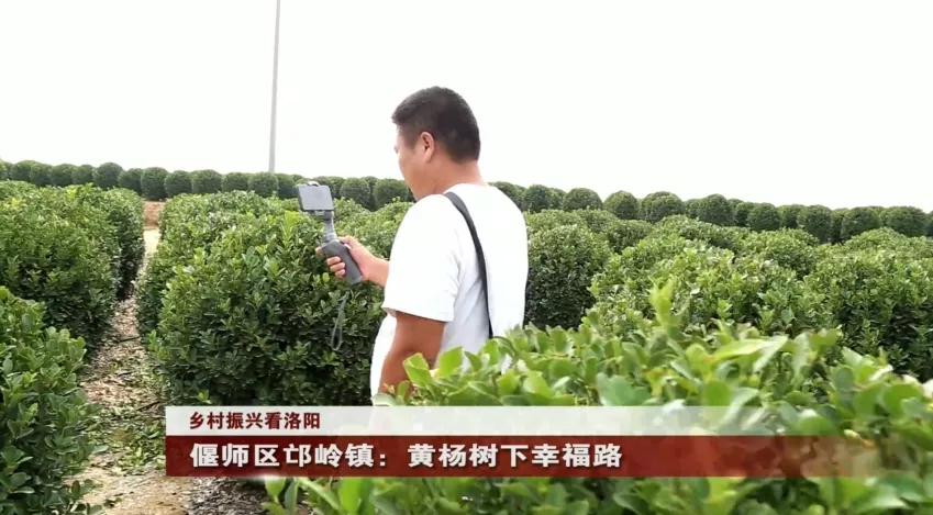 偃师区！美了！富了