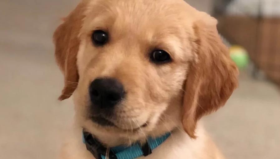 养狗的人最忌讳一句话,养狗的十条忠告