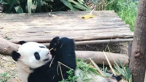 疫情结束了就去全世界旅游,现在疫情去哪旅行呢