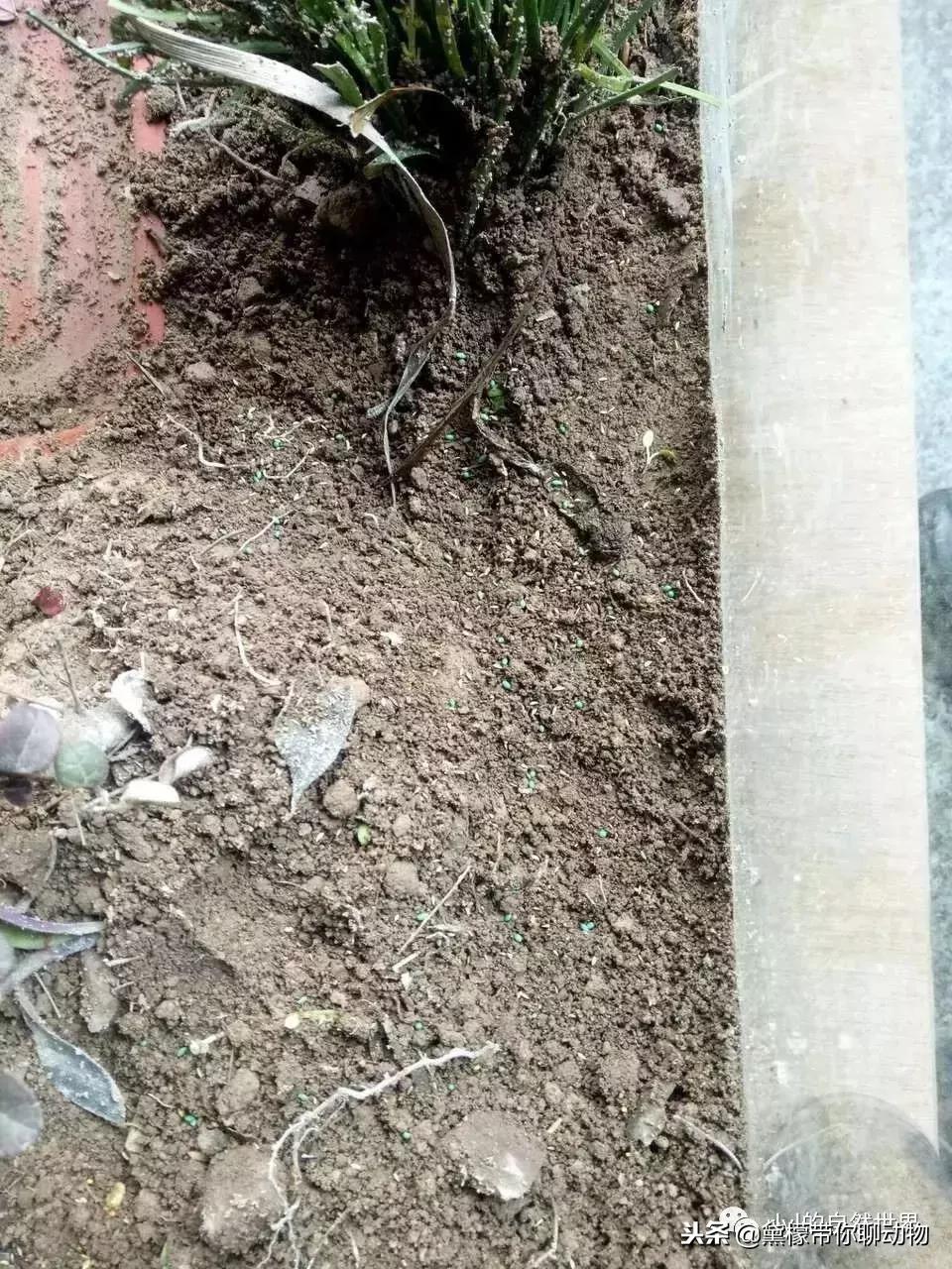 丛林造景黄缘龟池设计图大全,龟宝宝黄缘龟生态缸造景教程