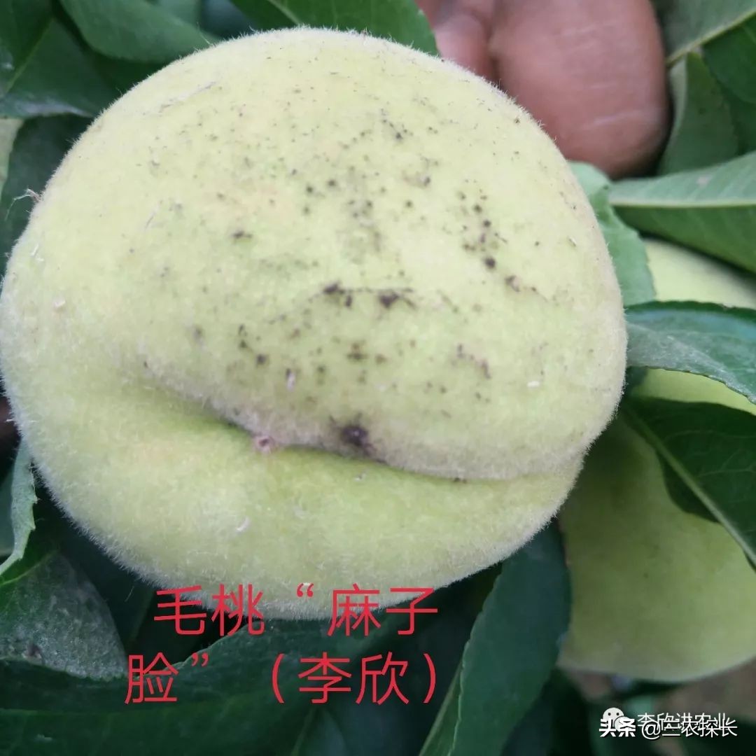 毛桃引起的过敏怎么处理,毛桃变黑是坏了吗