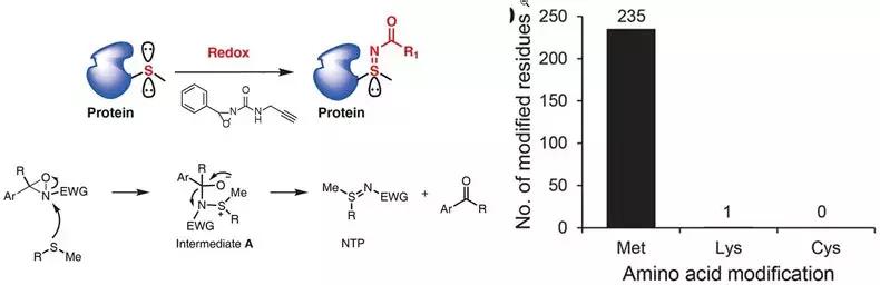 nature蛋白质识别,nature蛋白质作用