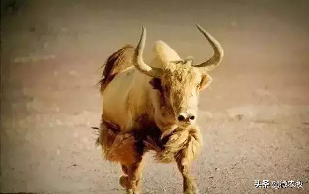 养牛不懂品种是不行的!牛品种大全!转了!