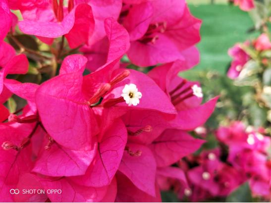 荣耀20i拍照对比oppok1,oppok1对比荣耀8x跑分