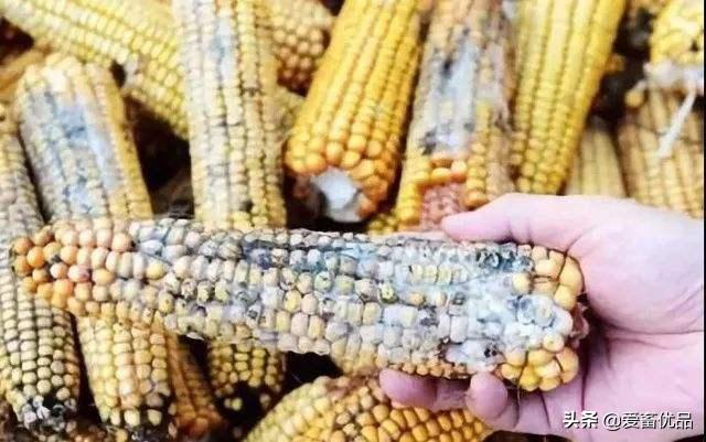 仔猪抖抖病用什么药,仔猪抖抖病怎么治疗最好