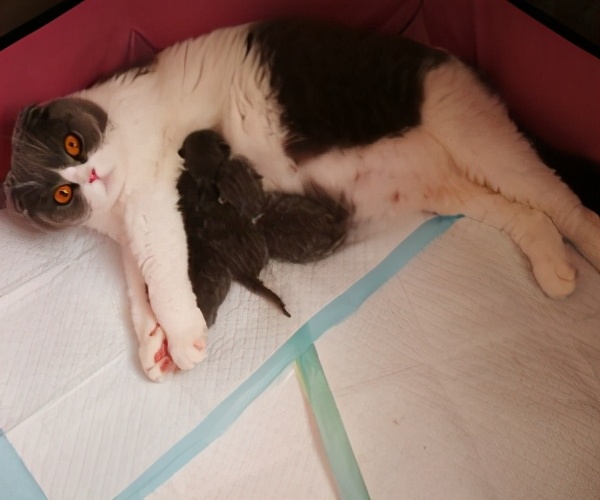 猫咪接生vlog,猫咪接生全套