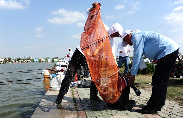 黑坑垂钓回锅鲤鱼的三种饵料，无需任何小药也能爆护