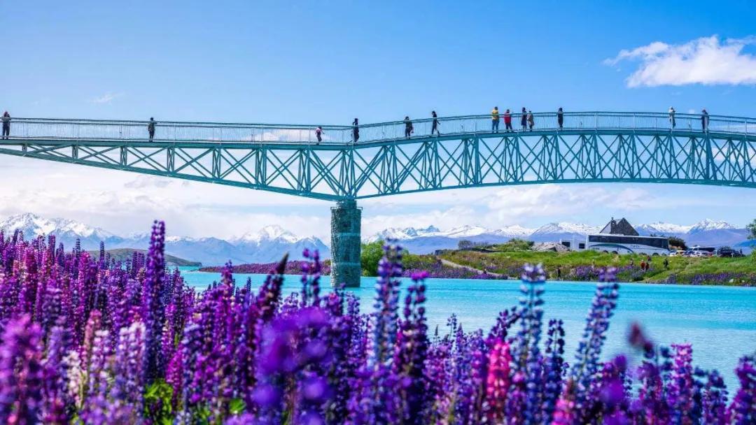 新西兰鲁冰花最新视频,新西兰野生鲁冰花