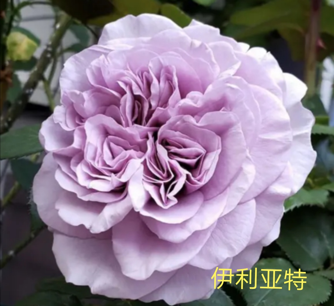 木村卓功推荐的月季,木村卓功月季