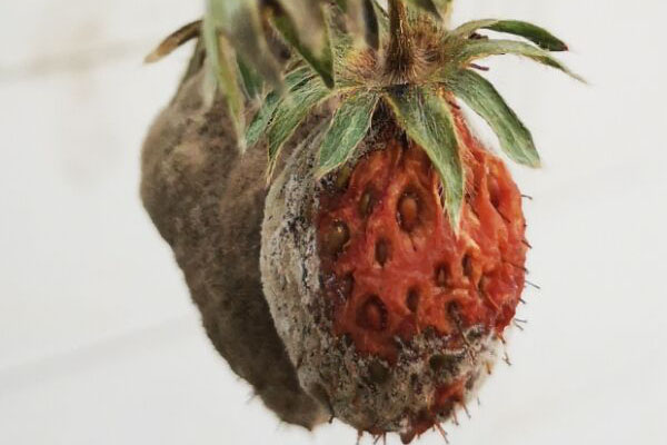 草莓小果茎发霉烂了是什么原因,草莓果实发霉怎么处理