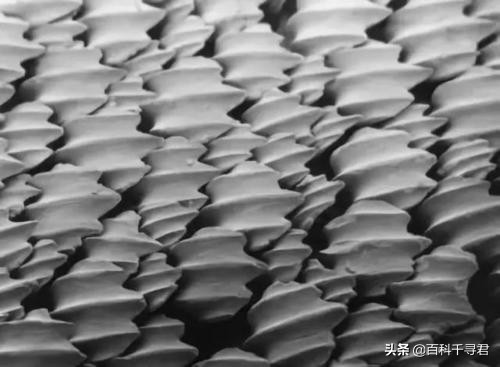 鲨鱼为什么不吃海豚的真实原因,鲨鱼为啥不吃海豚