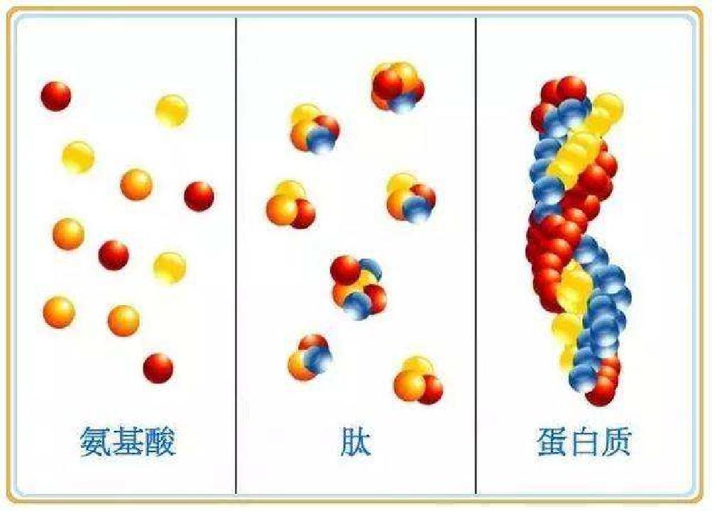 牛为什么只吃草就有一身肌肉,为什么牛光吃草就能长出一身肌肉