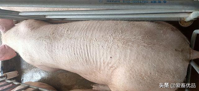 猪寄生虫病怎么治,母猪身上的寄生虫用什么药抹