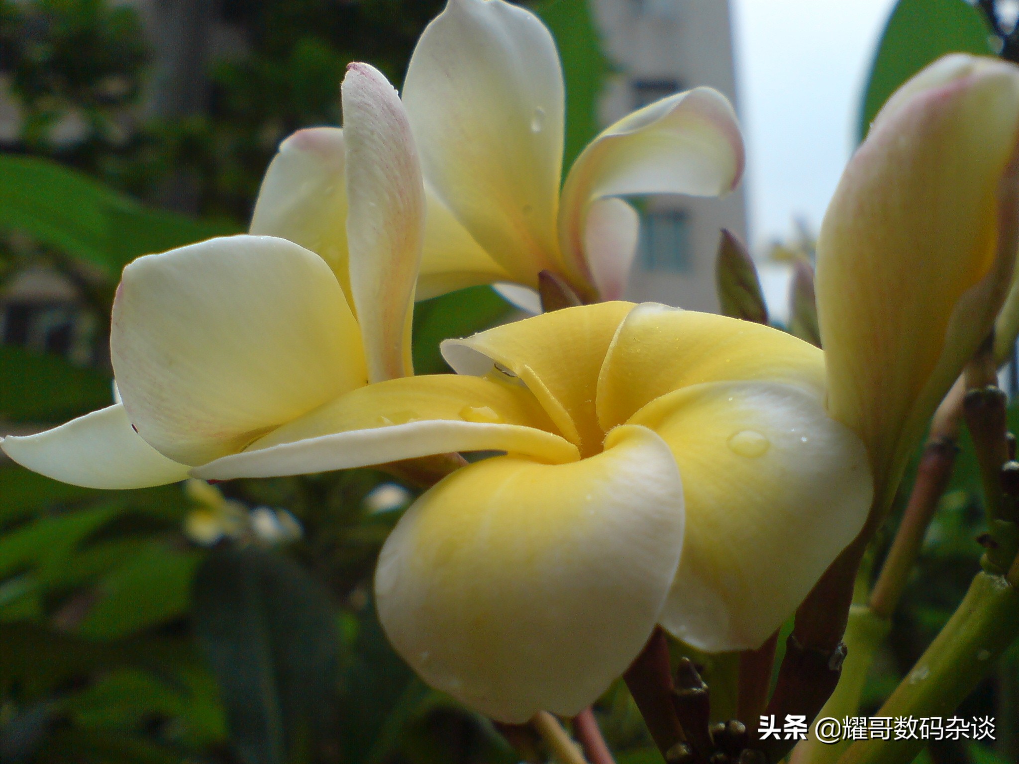 索尼爱立信w800手机拍照,索尼爱立信k800i拍照