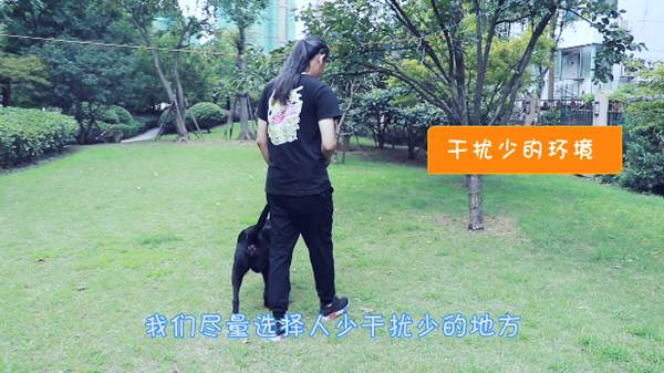 新手养5只狗该怎么训练,狗狗多大开始训练固定地点上厕所