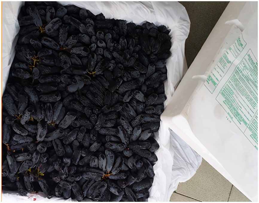 提子品种和介绍 (提子的品种都有哪些)