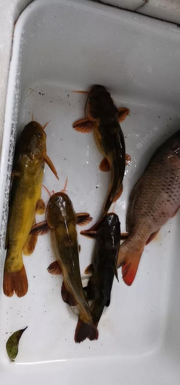 垂钓黄鱼怎么钓,垂钓鲶鱼小技巧