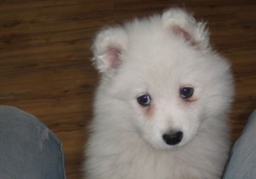 狗狗上火眼睛红最快解决方法,狗狗尿黄上火怎么办吃什么药