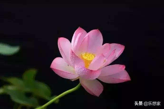 夏日里的绝美诗词,夏日里藏着的绝美诗词