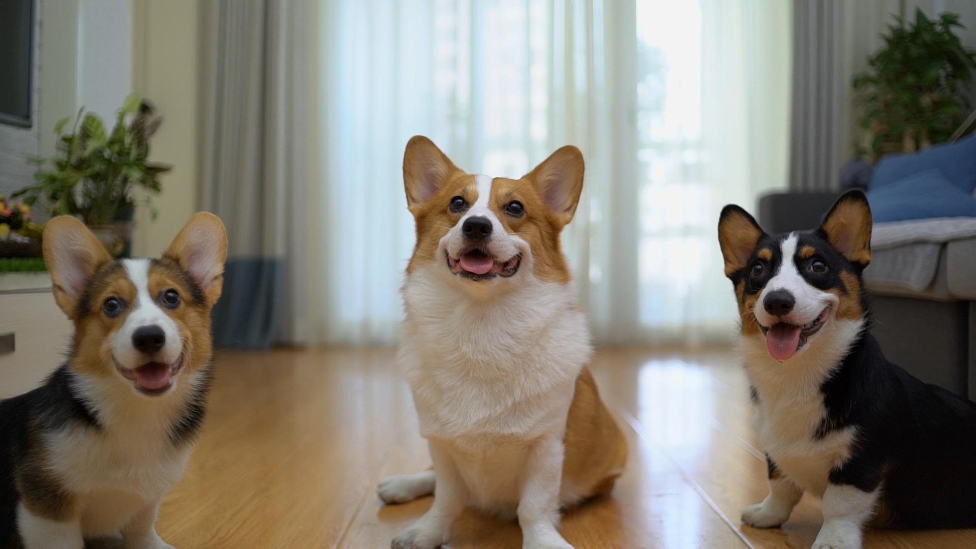 狗狗在家乱尿怎么办？养了3只狗的铲屎官来教你，包你一学就会