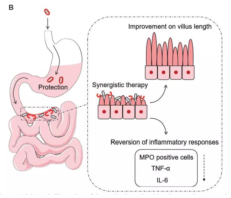 为益生菌提供良好的生长环境,为体内益生菌提供丰富的益生元