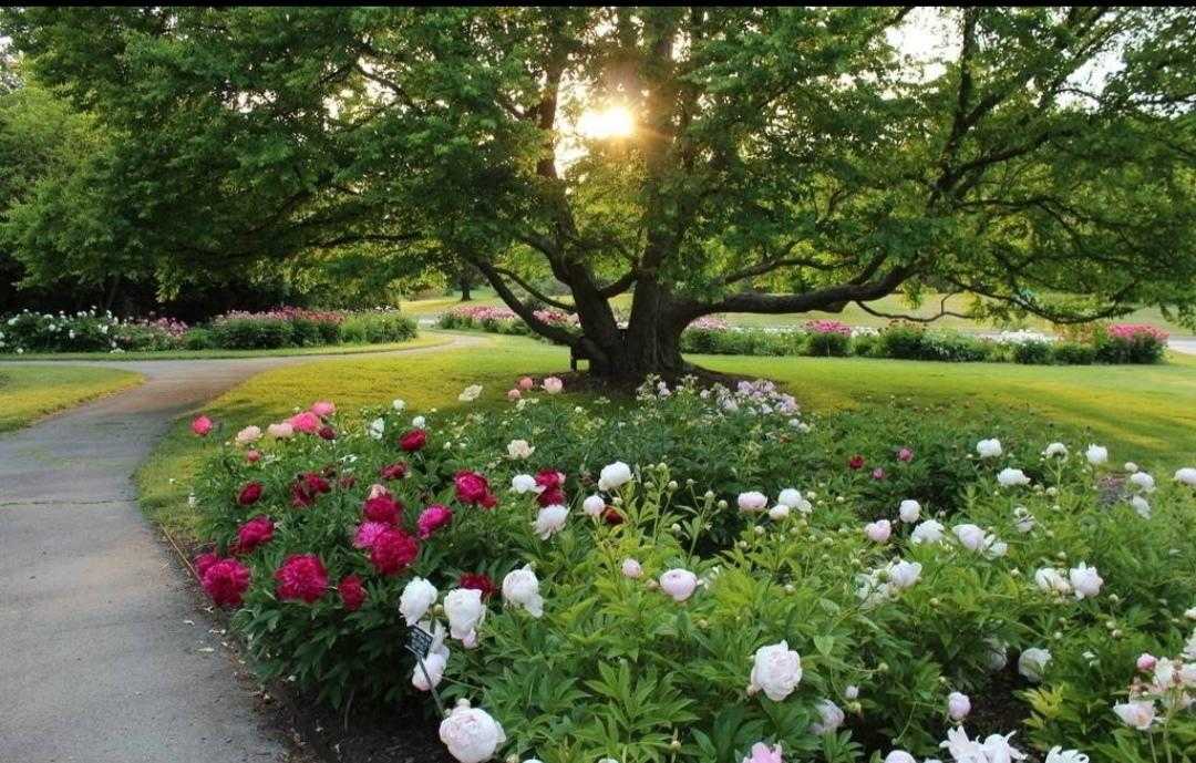 植物百科及寓意,植物百科知识大全