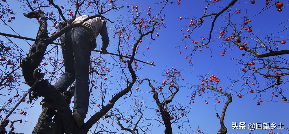 柿子怎么摘好吃又难摘,柿子在树上摘下来怎么弄才好吃
